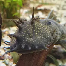 Bushymouth Catfish